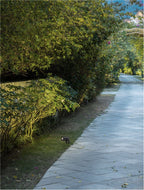 Proiector exterior fatade/plante Nova Luce DESTRY 9136184